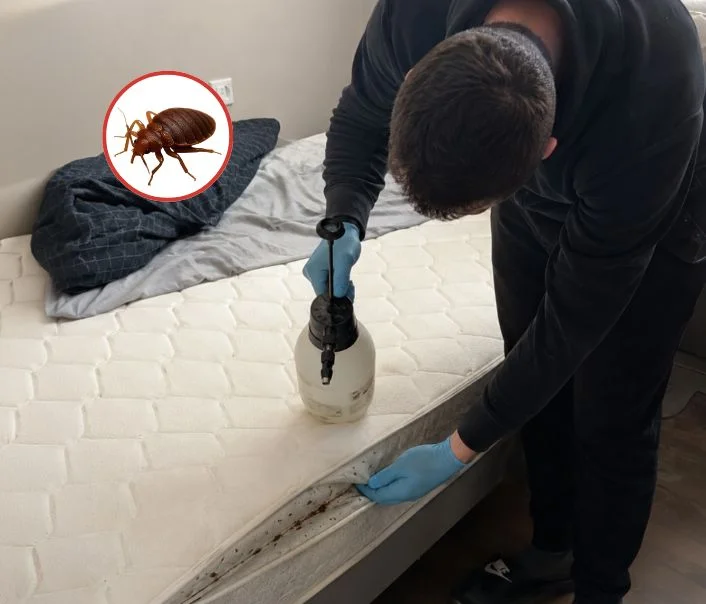 Technicien traitant un matelas contre les punaises de lit à Crespières